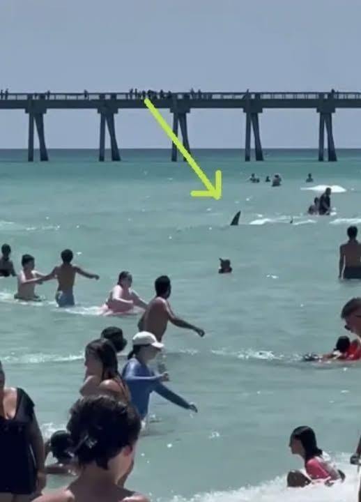 Footage of Sharks Surrounding Swimmers at Florida Beach Sparks Concerns