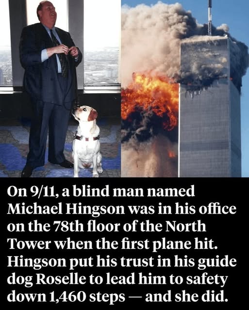 Inside the Harrowing Escape of 9/11 Survivor Michael Hingson and His Guide Dog, Roselle