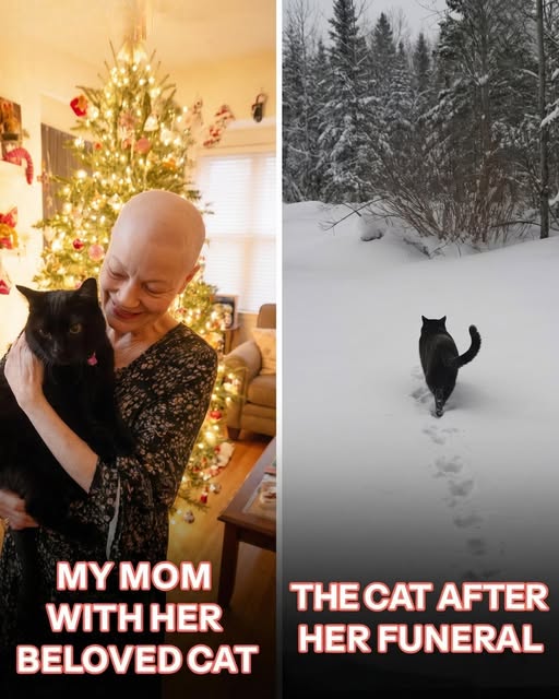 After My Mother’s Funeral, Her Cat Disappeared — and Returned on Christmas Eve