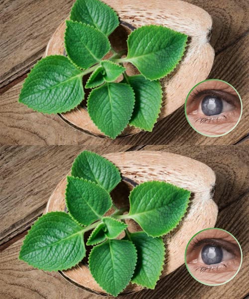 The Miracle Herb for Vision: A Natural Solution for Cataracts and Eye Health