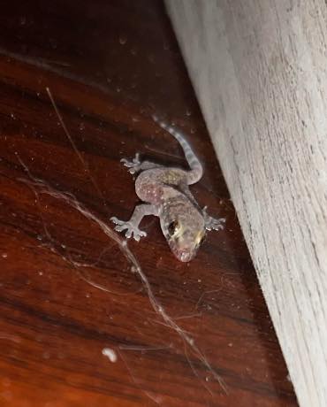 The Mysterious Meaning of the Appearance of an Owl and Other Lucky Animals