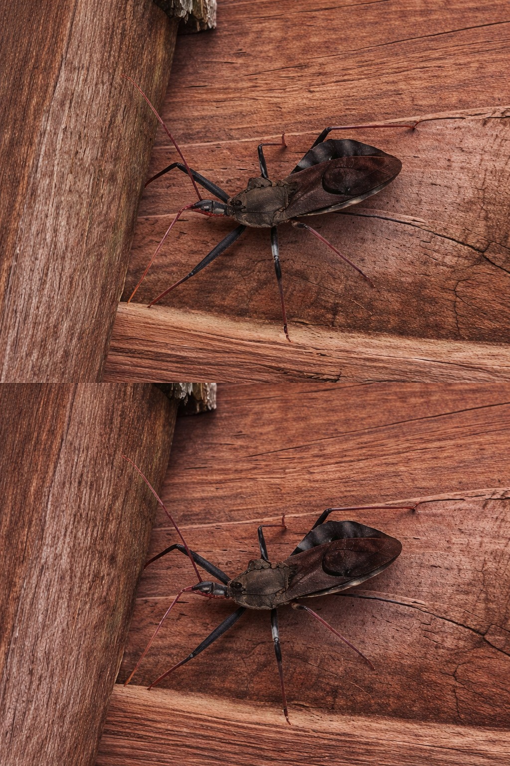What to Do If You’re Bitten by an Assassin Bug