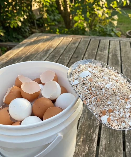 How to Boil Eggshells for Everyday Home Uses