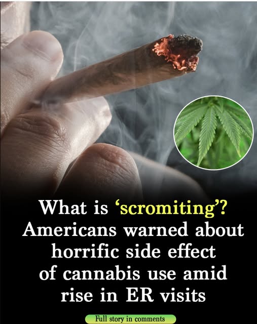 Understanding โScromitingโ: A Little-Known Effect Linked to Cannabis Use