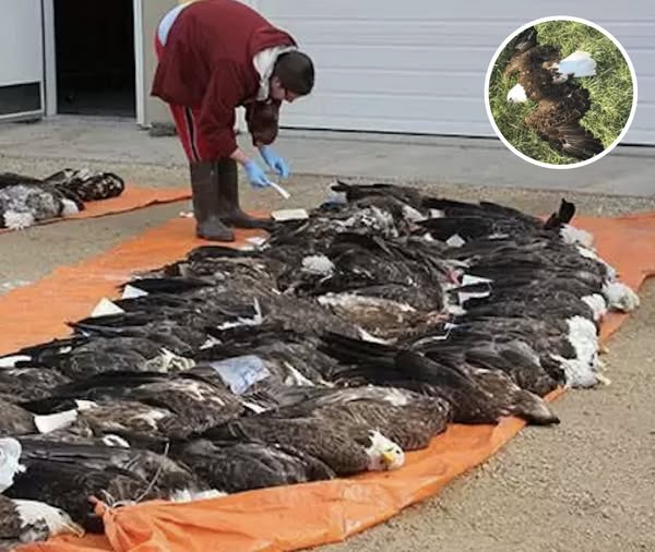 13 Bald Eagles Discovered Dead In Field, Authorities Investigate Farmers And Determine Cause Of Death