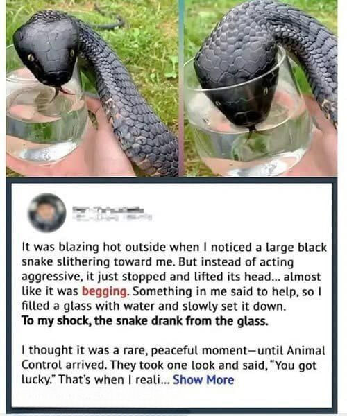 An Act of Compassion in the Forest