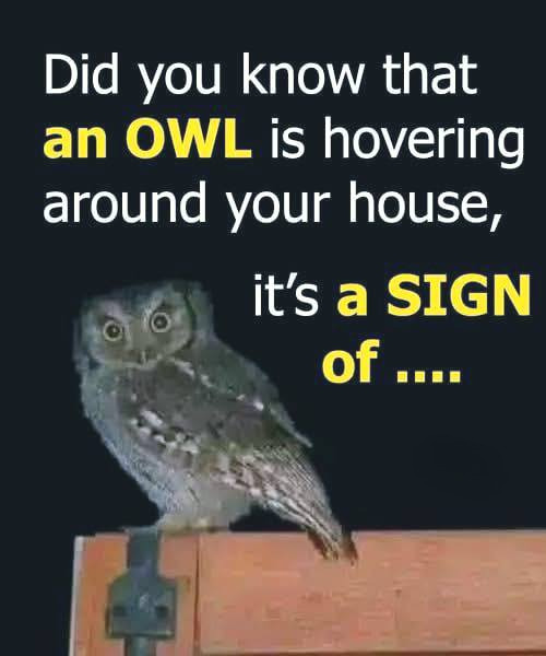 Did you know that owls sometimes hover around houses? Hereโs what that could mean.