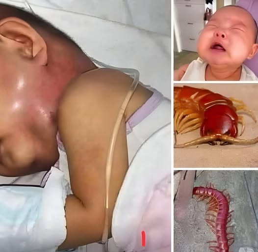 Why You Might Want to Rethink Killing That House Centipede