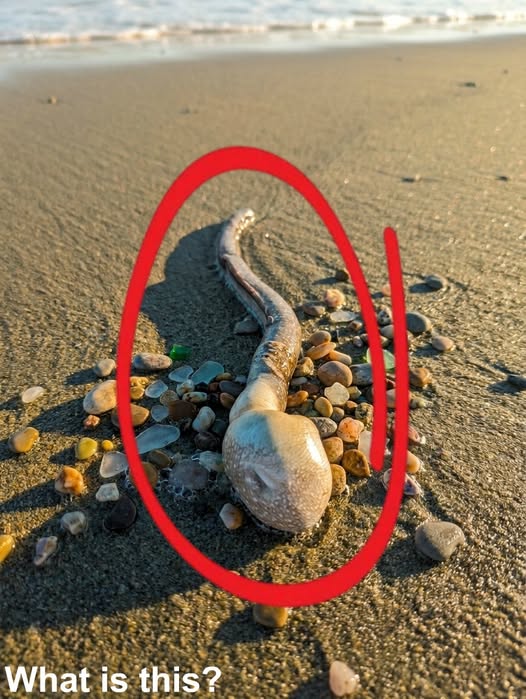 While walking with the dog, we found this on the beach.