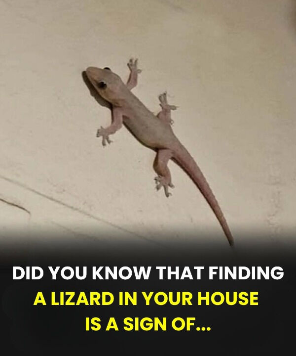 Understanding the Meaning of a Lizard in Your Home: Cultural Beliefs, Symbolism, and Different Perspectives