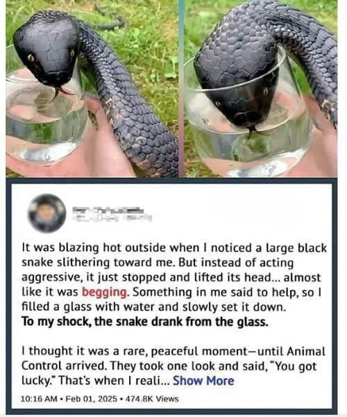 A Moment of Compassion in the Forest