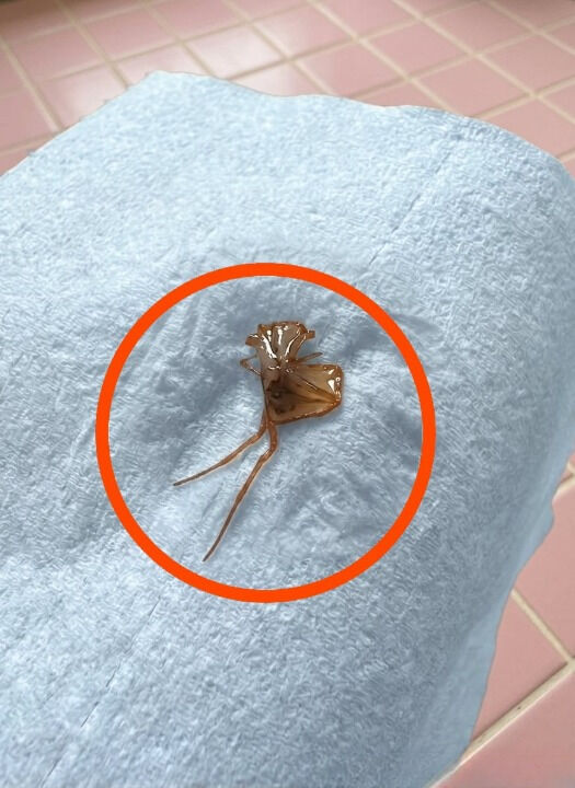 That Unsettling Sip: When Your Tea Isn’t What It Seems