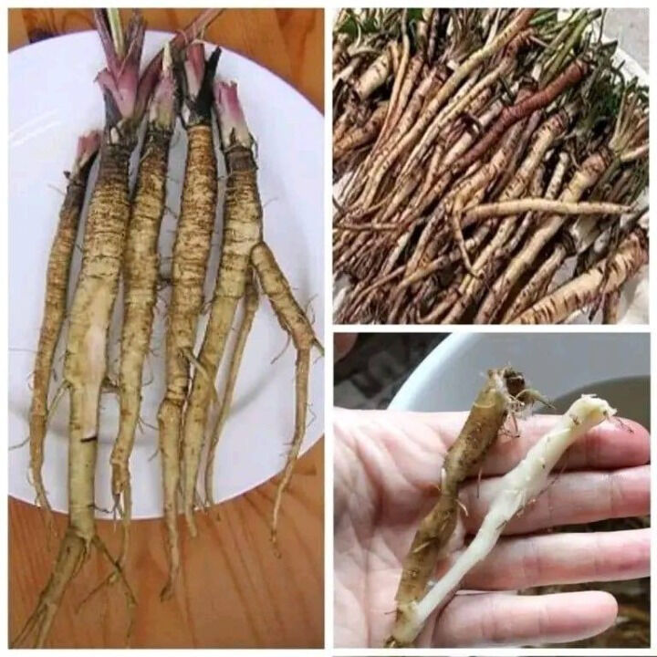 Dandelion Root: What Science and Tradition Reveal About This Modest Plant