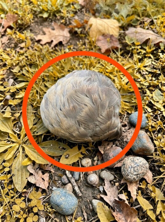 A Calm Lesson Learned by the Lake