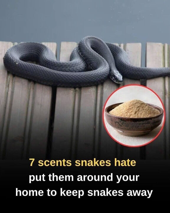 Do strong smells actually repel snakes? What works—and what doesn’t over time