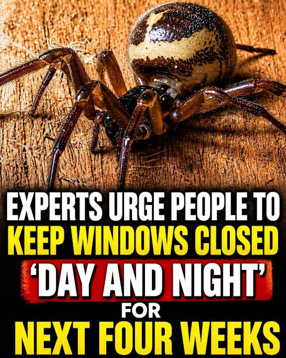 Late-Summer Spider Warning: Simple Ways to Protect Your Home