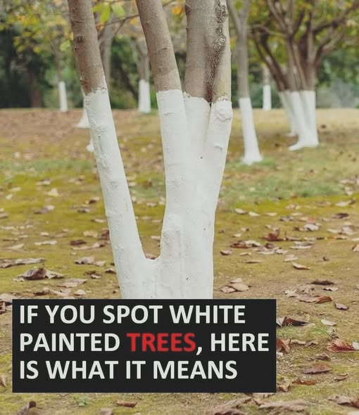 Why are trees sometimes painted white? Here’s the reason behind this common practice.