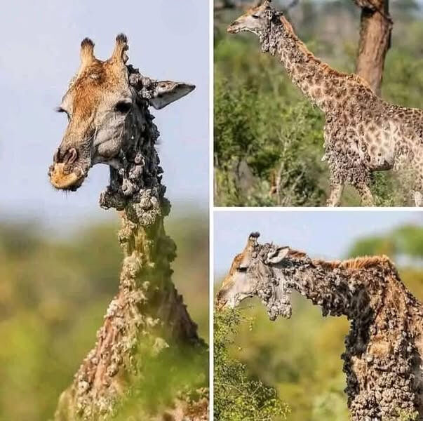 Rare Giraffe Sighting Turns Trip Into Viral Sensation