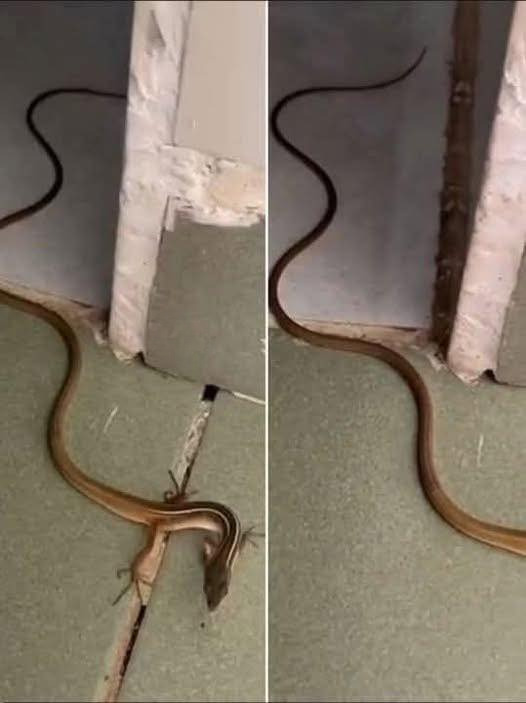 How to Respond If You Discover a Snake in Your Home