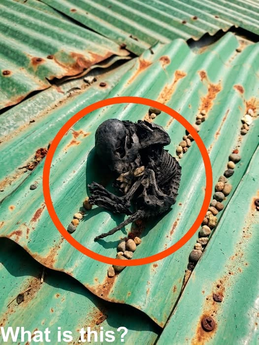 A Routine Roof Inspection Led to an Unexpected Discovery