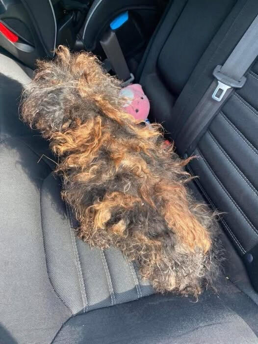 What Was Found Beneath the Tangled Fur