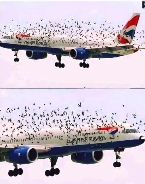 The Shocking Reason a Terrified Pilot Broke Down in Tears After a Dramatic Emergency Landing Saved His Passengers from A Swarm Of Thousands Of Angry Birds