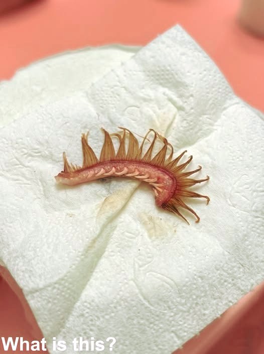 My girlfriend returned home after walking the dog, and we noticed something strange stuck in its fur. Weโve been trying to identify it, but havenโt figured it out yet โ does anyone know what it could be? (Check first in all comments๐)