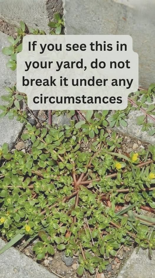 That โWeedโ in Your Garden Might Be More Valuable Than You Think โ Some Call It a Natural Superfood