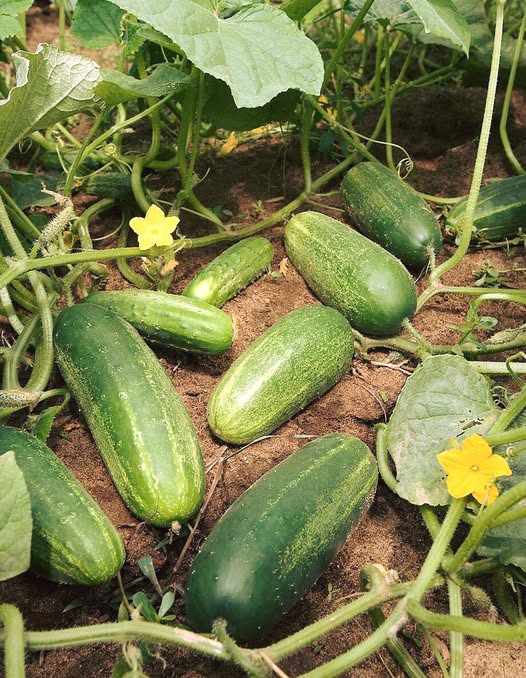 Doctors Share What May Happen When You Eat Cucumbers Daily and the Effects on Your Body