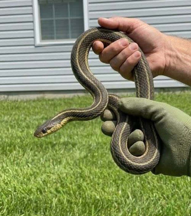 THE NIGHTMARE UNDER YOUR FLOORBOARDS THE TRUTH ABOUT WHY SNAKES ARE INVADING YOUR HOME