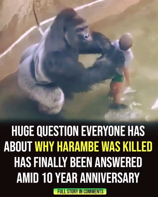 Long-Standing Questions About Harambeโs Death Finally Addressed Nearly 10 Years Later