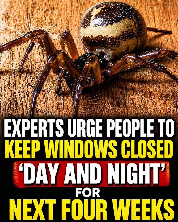 Late-Summer Spider Warning: Simple Ways to Protect Your Home