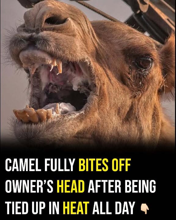 A tragedy underscores the serious consequences of neglecting animals.