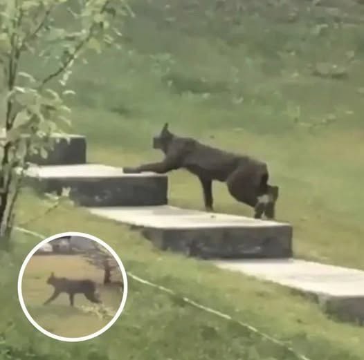“A Dark Figure in the Snow: The Unusual Black Canada Lynx That Astonished Researchers”