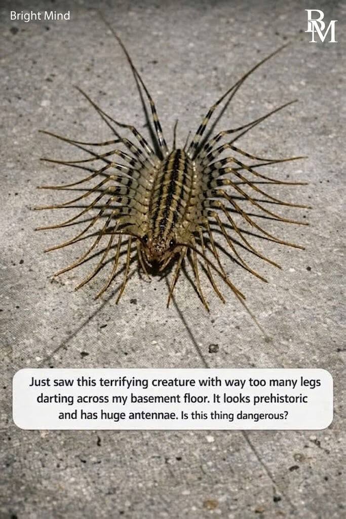 Just saw this terrifying creature with way too many legs darting across my basement floor. It looks prehistoric and has huge antennae. Is this thing dangerous?