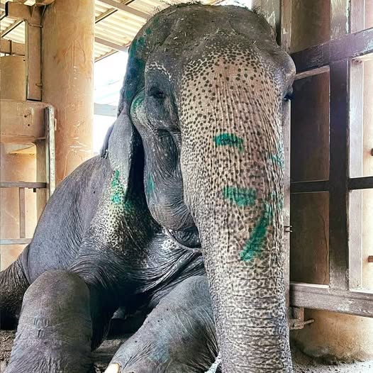 Elephant finally rescued after over 80 years in shackles – finally lays down and rest